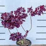 Škumpa vlasatá (Cotinus coggygria) ´ROYAL PURPLE´ výška: 60-80 cm, kont. C5L 